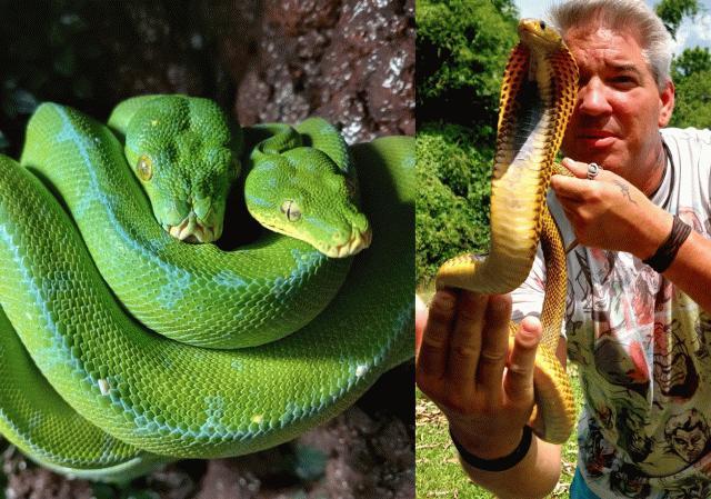 Søndagsbarn: Slangenes verden