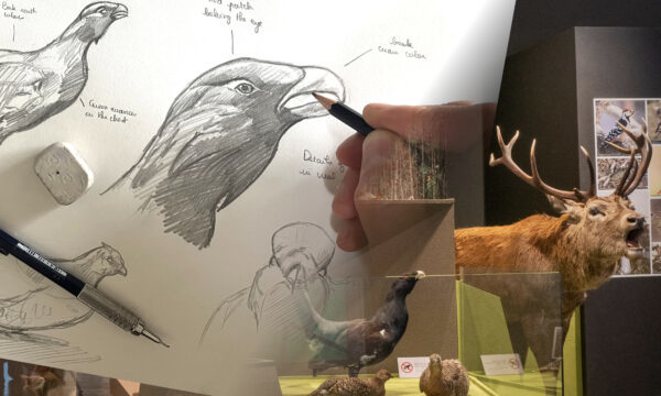 Naturdagbok og skisse - Workshop